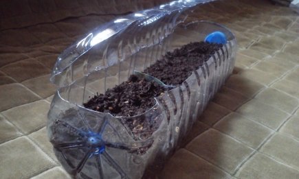 Как сделать минитепличку для рассады за 0 гривен: простой лайфхак от сквозняков и испарения