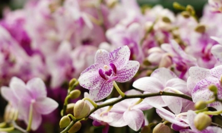 Не делайте это с орхидеей зимой: основы ухода в холодное время