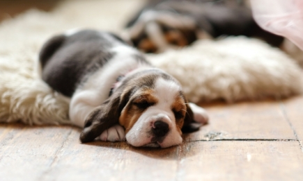 Не будите спящего зверя: ветеринары ответили, сколько должны отдыхать собаки