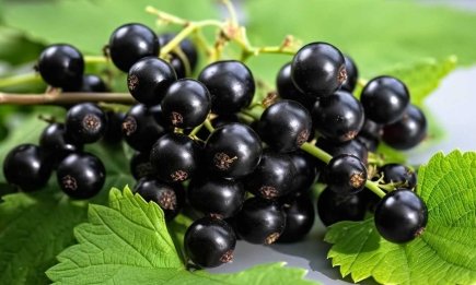Самое дешевое удобрение для королевского урожая смородины: чем полить кусты
