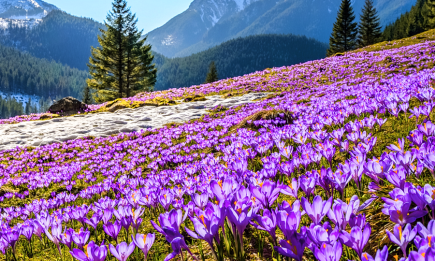 Рай на земле: 11 весенних локаций мира, от красоты которых перехватывает дыхание (ФОТО)