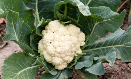Как обмануть цветную капусту и брокколи: хитрый трюк, чтобы растение завязало головку