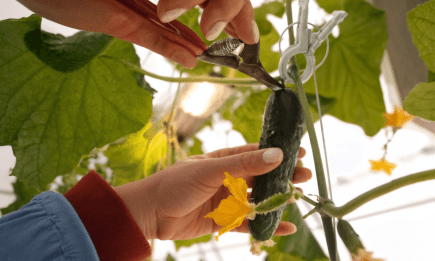 Овощи можно вырастить без почвы и химических обработок: украинцы тестируют уникальную японскую технологию (ВИДЕО)