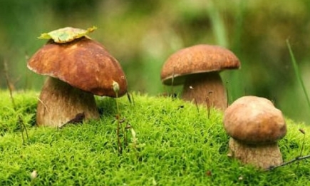 Сбор грибов летом: что нужно знать