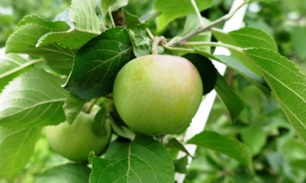 Осіння посадка яблуні: що насипати під коріння, щоб саджанці прийнялись