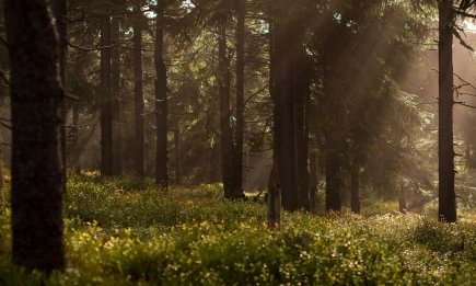Как не заблудиться в лесу: главные правила безопасности
