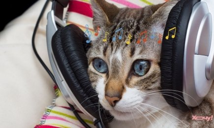 Не знаєте, де послухати музику? ТОП-5 найкращих платформ + ЦІНИ