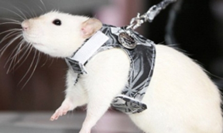 В Нью-Йорке прошел показ мод для... крыс!