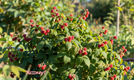 Фатальна помилка садівника: посадите це біля малини — ягід не побачите