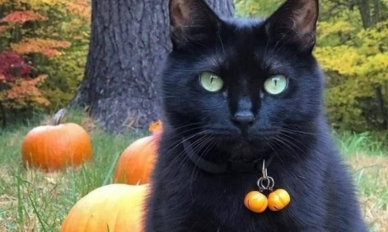 Без черных котов и пустых ведер: 3 самых суеверных знака Зодиака