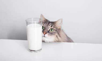 Не такое уж и полезное: ветеринары не советуют угощать кота молоком. И вот почему