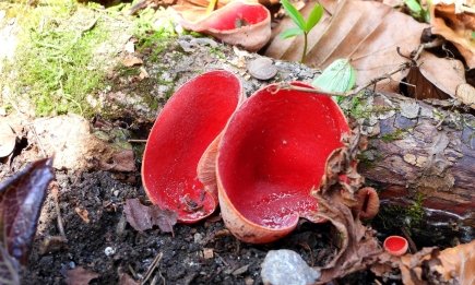 Грибний сезон почався: де шукати гриби з ельфійської казки (ФОТО)