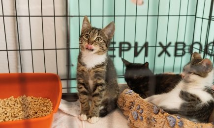 У Києві пройде "День кошенят": ось куди іти за пухнастим другом (ФОТО, ДАТА, АДРЕСА)