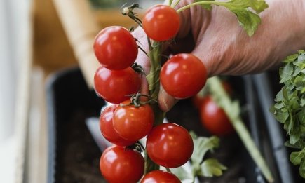 Сочные помидоры можно есть всю зиму: какие сорта растут на подоконнике