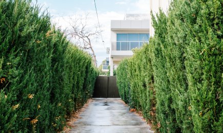 Забытые уголки во дворе снова будут красивы: 4 растения, которые обожают тень под забором