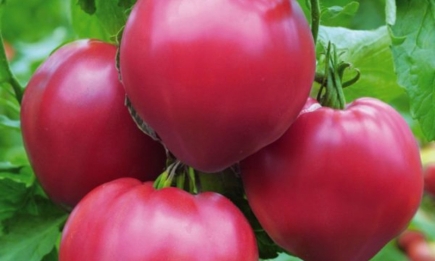 Відомо, який сорт помідорів буде найродючішим у 2024: кущі невибагливі, зате родять відрами