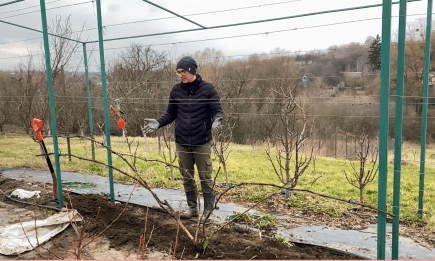 Чтобы не потерять урожай винограда, сделайте это немедленно: садовник напомнил о важной процедуре (ВИДЕО)