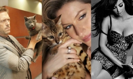 Кто из знаменитостей любит кошек: как живут домашние любимцы звезд (фото)