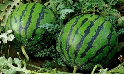 Возле арбузов и дынь бросаю семена — и урожай королевский: лучшие соседи-обереги