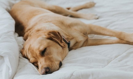 Почему пес бежит во сне: три вопроса к кинологине о том, как спят собаки