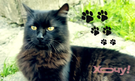 ТОП-30 имен для черного котика или кошечки: красивые клички для пушистика, на которые он будет охотно отзываться