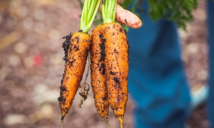 Паростки з’являться вже через кілька днів: знайдено найкращий спосіб посіяти моркву