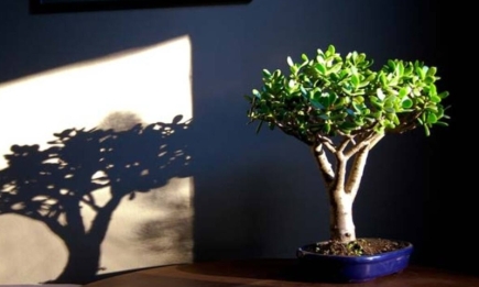 Альтернативы денежному дереву: 5 растений, которые привлекут в ваш дом изообилие