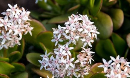 "Денежное дерево" покроется цветами, если посыпать землю этим: мало кто видел его цветение