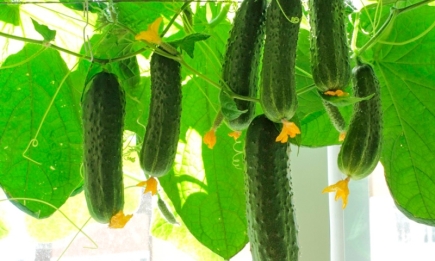 Посадіть огірки на підвіконні: що зробити, щоб через місяць отримати щедрий урожай