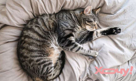 Что означает поза, в которой кот спит с вами или без вас: 9 типичных вариантов (ФОТО, ВИДЕО)