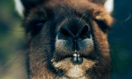 Народжуються вагою менше грама: цікаві факти про неймовірних стрибунів - кенгуру