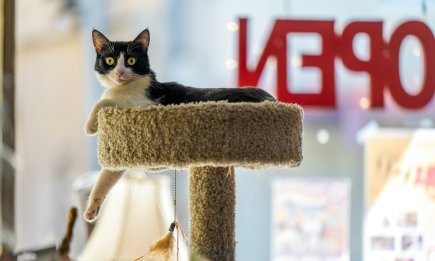 Робота в зоомагазині - не про "сидіти з книжкою": що насправді чекає на стажерів