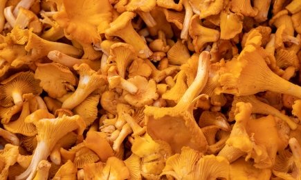 Известна точная цифра: сколько минут жарить лисички, чтобы не было горького вкуса