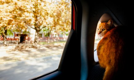 В Україні вперше затвердили єдині правила перевезення тварин у автобусах