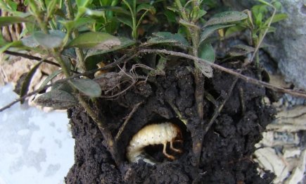 Один препарат діє миттєво, інший — на роки: як позбутися личинок хруща на городі