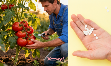 Ця таблетка в аптеці коштує копійки: просто прикопайте її біля огірків та помідорів