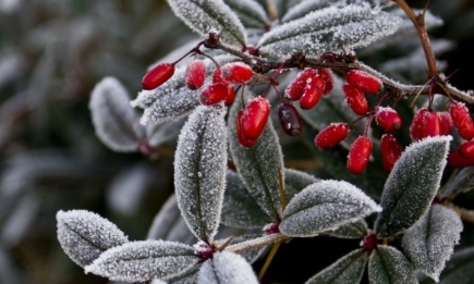 Топ-5 рослин, які не змерзнуть: найкраще рішення для зими