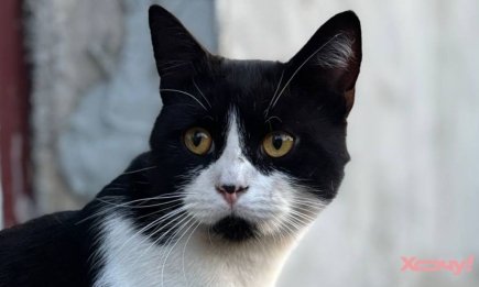 Чому кішка дивиться в "нікуди" і шипить? Це вам не полтергейст!