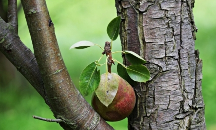 Які дерева катогоречно заборонено садити біля груші: не послухаєте - поплатитесь врожаєм