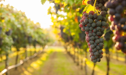 Что сделать с виноградом, завалившим вас гроздьями сочных ягод: элементарный агроприем