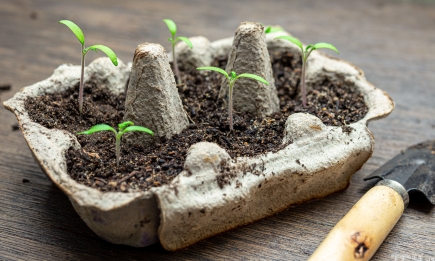 Секретний прийом для томатної розсади: виросте міцною і низенькою
