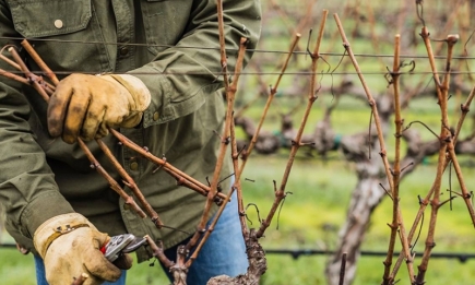 Как обрезать виноград в ноябре: советы опытных дачников