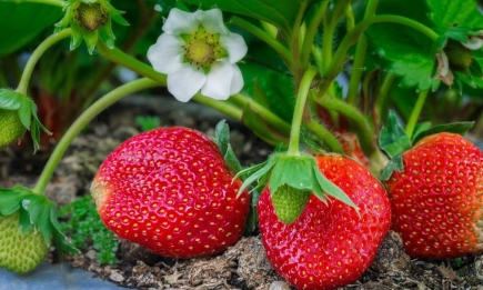 Грозный враг клубники: как защитить ягоду от долгоносика