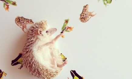 Instagram-аккаунты животных, которые популярнее тебя