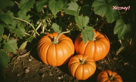 В вашей квартире есть идеальное место для тыквы: будет вкусной и свежей до лета