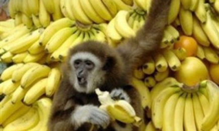 Фрукт счастья банан: будет вам и счастье, и здоровье!