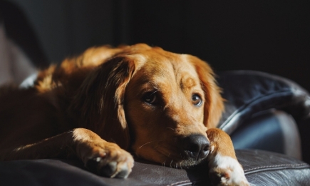 Как понять, что собака страдает от боли: 10 признаков, которые не стоит игнорировать