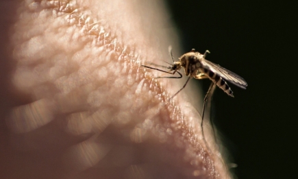Что делать, если покусали комары? Это народное средство поможет быстро снять зуд и отеки