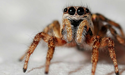 Кошмар арахнофоба: всі павуки в Україні отруйні, крім трьох видів