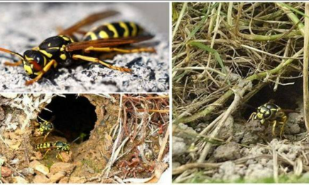 Осиные гнезда в земле больше не будут проблемой: 8 лучших способов уничтожить полосатых насекомых